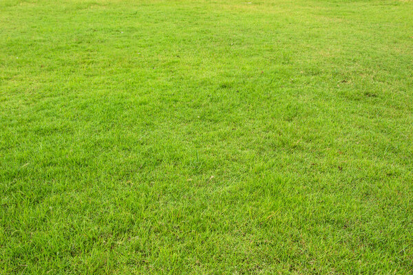 Fresh green grass texture