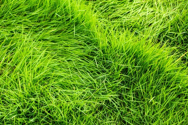 Čerstvé zelené trávě textura — Stock fotografie