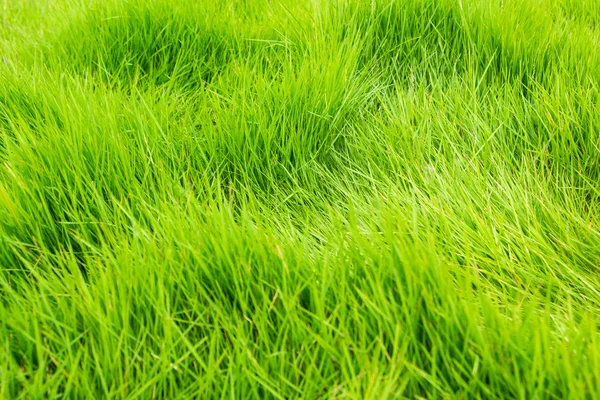Taze yeşil çim dokusu — Stok fotoğraf