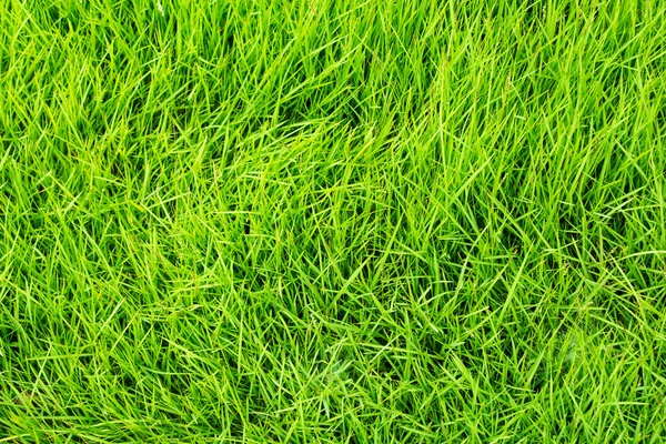 Textura de grama verde fresca — Fotografia de Stock