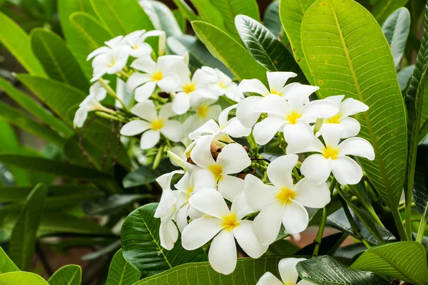 Fiore di Leelawadee — Foto Stock