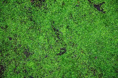 Yeşil yosun arkaplanı