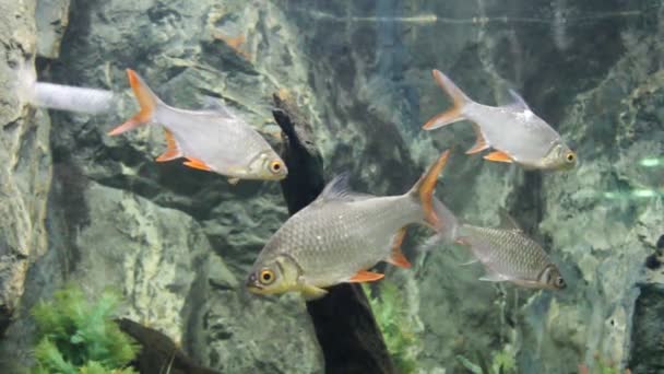 Fische, Aquarien, Tiere, Natur — Stockvideo