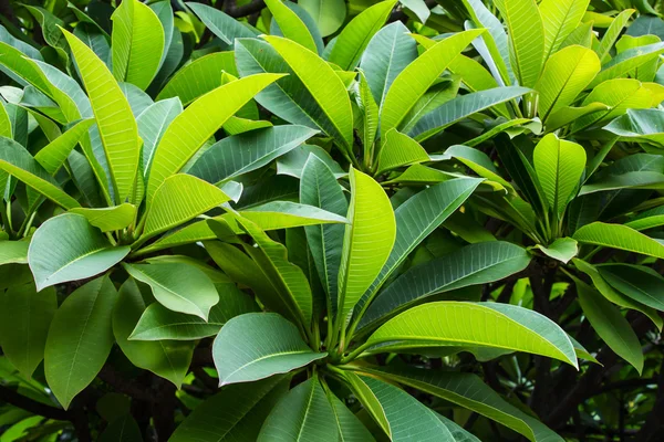 Frangipani leaf — Stock Photo, Image