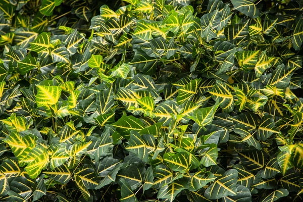 Erythrina variegata közelről — Stock Fotó