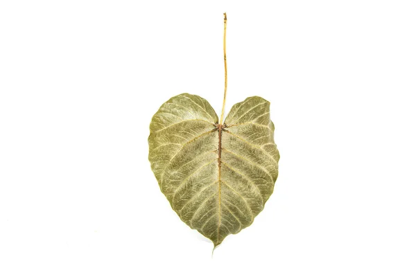Suchy liść samodzielnie Bodhi — Zdjęcie stockowe