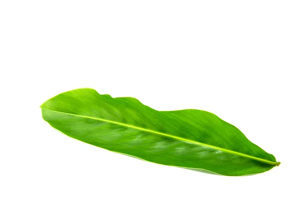 Галангский лист — стоковое фото
