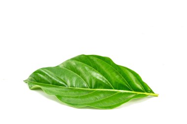Morinda citrifolia yaprak