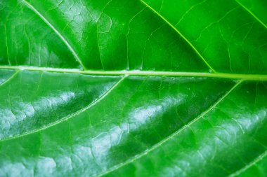 Yeşil doku bırakın