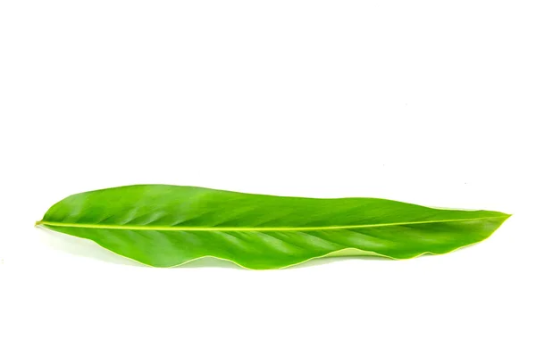 Alpinia galanga leaves — Stock Photo, Image