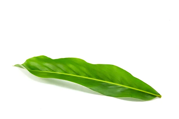 Alpinia galanga leaves — Stock Photo, Image