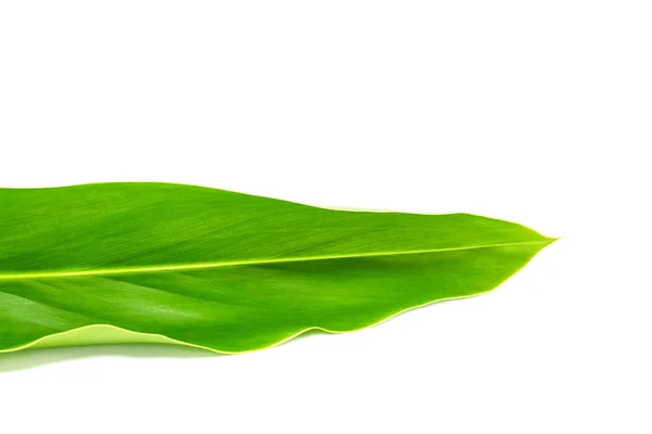 Alpinia galanga bladeren — Stockfoto