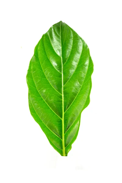 Morinda citrifolia leaf — стоковое фото