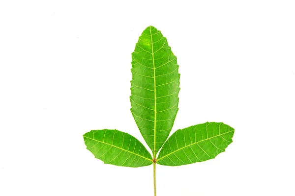 Green leaves — Stock Photo, Image