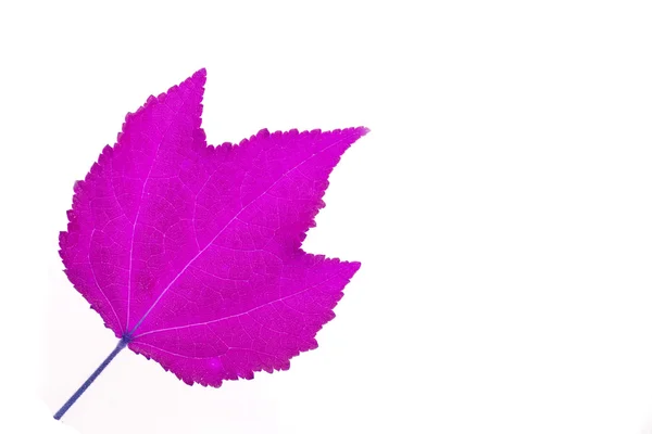 Pink leaf — Stock Photo, Image