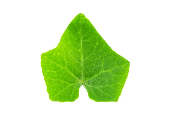 Гарбуз листя Плюща — стокове фото