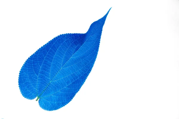 Blue leaf — Stock Photo, Image