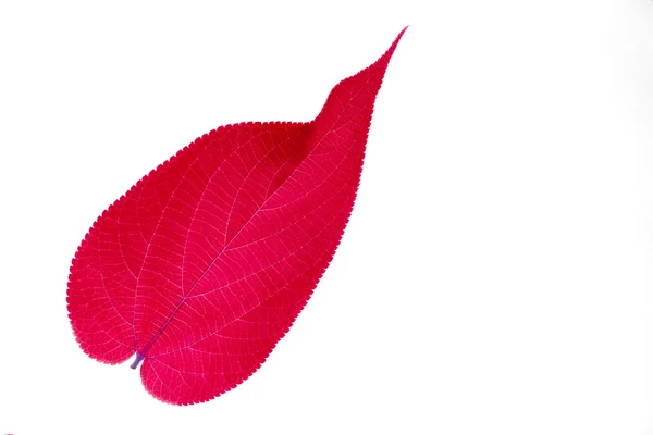 Red leaf on white — Stock Photo, Image