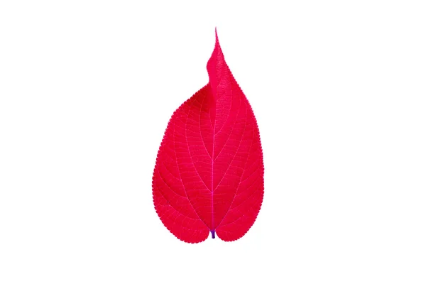 흰 붉은 잎 — 스톡 사진
