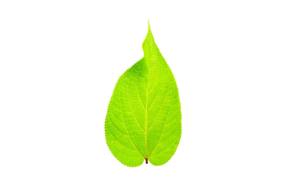 Green spring leave — Stock Photo, Image