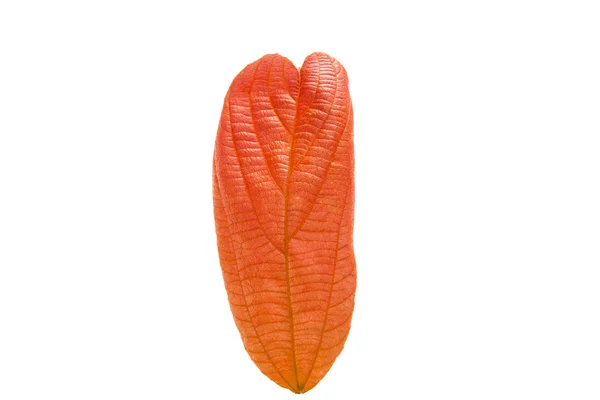 Red leaf on white — Stock Photo, Image