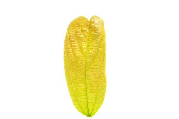 Yellow leaf — Stock Photo, Image