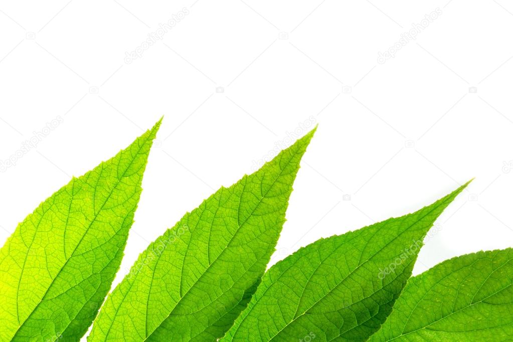 Muntingia calabura's leaf (jam tree)