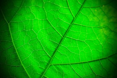 yaprak yeşil arka plan