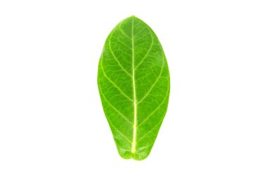 Calotropis kızgözü yaprak