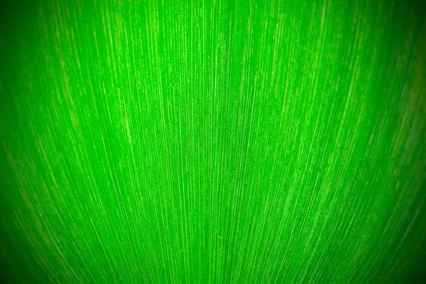 Feuille verte fond — Photo