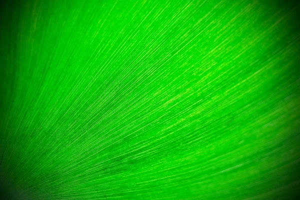 Feuille verte fond — Photo