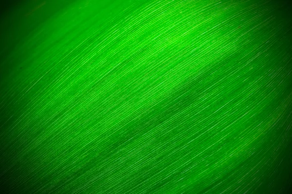 Texture of a green leaf as background — Stock Photo, Image