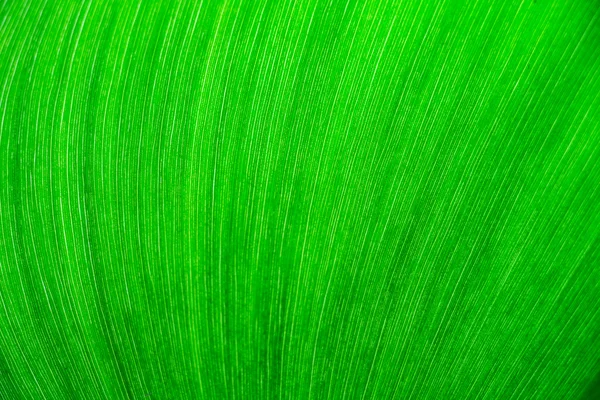 Υφή πράσινου φύλλου ως φόντο — Φωτογραφία Αρχείου