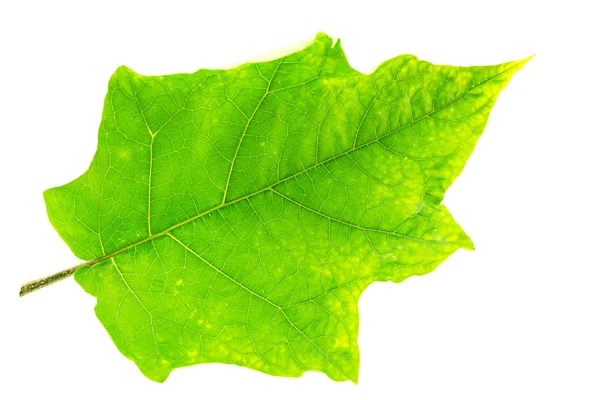Turkey berry leaf — Stock Photo, Image