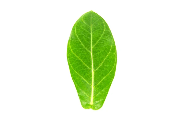 Mleczara olbrzymia liść — Zdjęcie stockowe