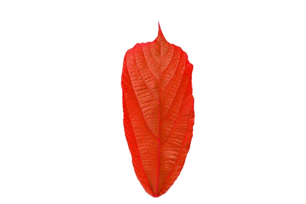 Czerwony liść na białym — Zdjęcie stockowe