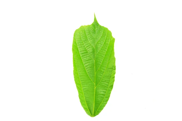 Galanga liść — Zdjęcie stockowe