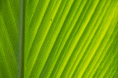 Yeşil doku bırakın