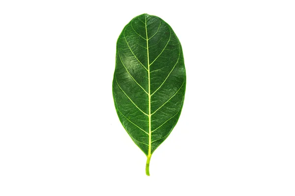 Jack fruit leaves. — Stock Photo, Image