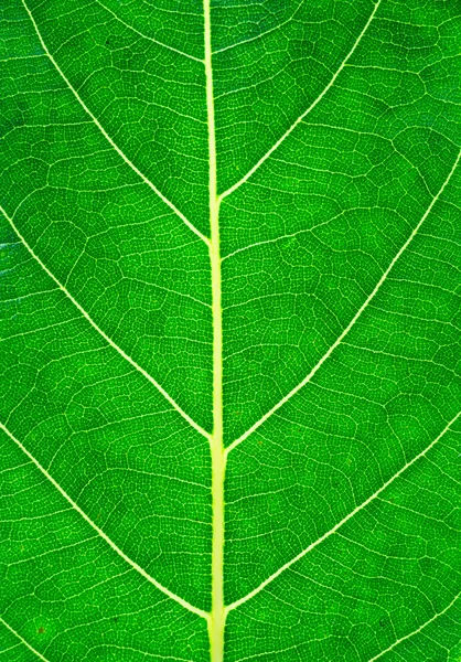 Muster der wachsenden Blattoberfläche — Stockfoto