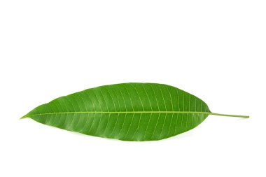 yeşil mango yaprağı