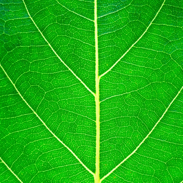성장 잎 표면 패턴 — 스톡 사진