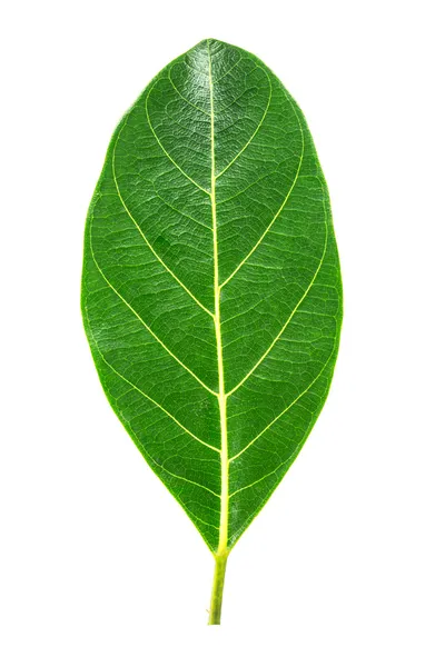 Jack fruit leaves. — Stock Photo, Image