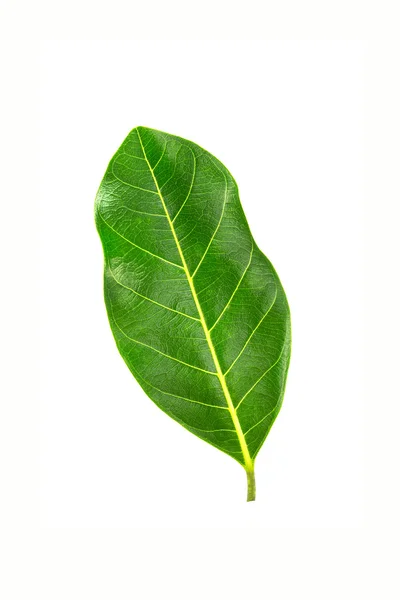 Jack fruit leaves. — Stock Photo, Image