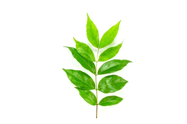 Osmanthus groen blad — Stockfoto