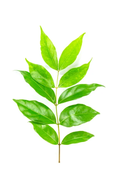 Osmanthus green leaf — Stock Photo, Image