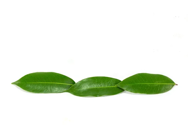 Green leaf — Stock Photo, Image