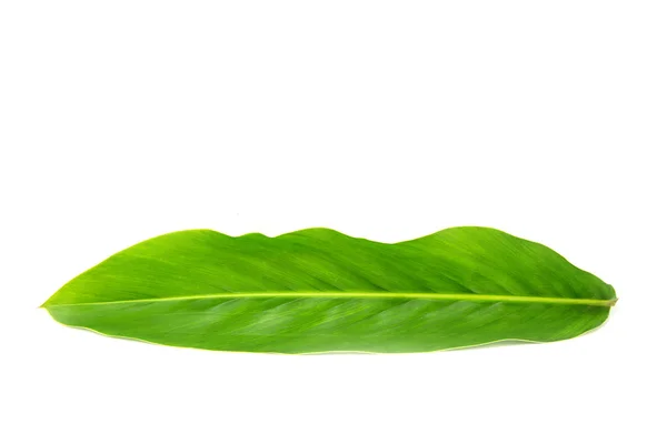 Galanga leaf — Stock Photo, Image