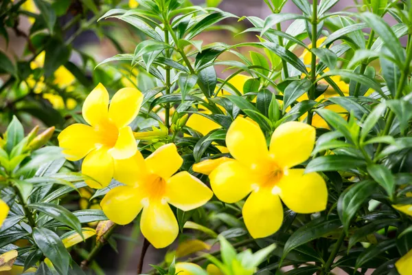 Allamanda, beautiful yellow flower — Stock Photo, Image