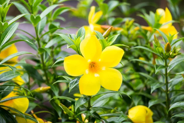 Allamanda, beautiful yellow flower — Stock Photo, Image